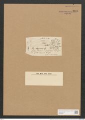 Berkeleya rutilans var. illyrica (Kuetz.) Grun. (de-Toni-Nr.: Genus 21, Species 1218) Zeichnungen Sammlung Grunow Nr. 2350 (NHMW-BOT-W0369481)